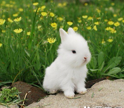 小兔子吃什么草最好,小兔子吃什么才容易活幼兔粮图1