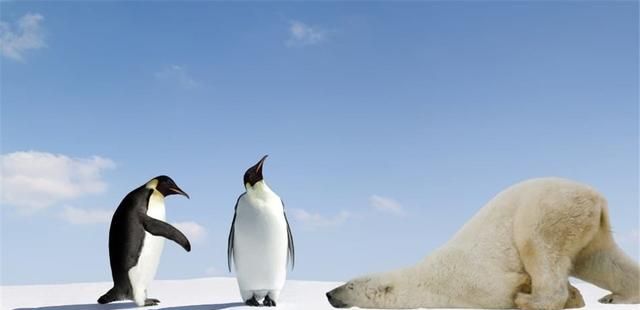 放在北极的69只企鹅怎么样了,企鹅为什么不可以在北极生存图1