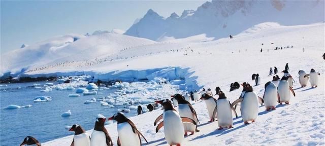 放在北极的69只企鹅怎么样了,企鹅为什么不可以在北极生存图3