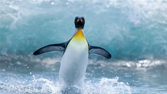 放在北极的69只企鹅怎么样了,企鹅为什么不可以在北极生存图13