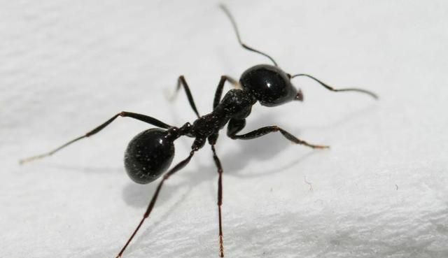 家里有蚂蚁不能喷药怎么办图3
