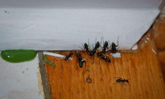 家里有蚂蚁不能喷药怎么办图4