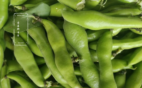 蚕豆怎么保存才新鲜能吃到冬天,蚕豆放冰箱冷冻能保质多少时间