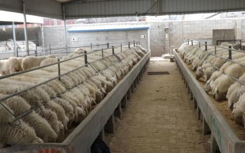 羊喂什么饲料最好呢？养羊技术及羊的养殖方法，赶紧来收藏学习