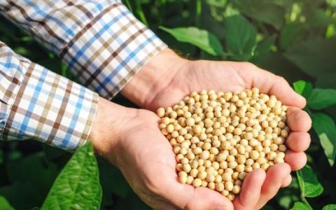 种植大豆再种植其它农作物会增产的原因