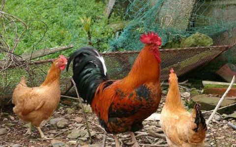 怎样防治鸡葡萄球菌病的发生