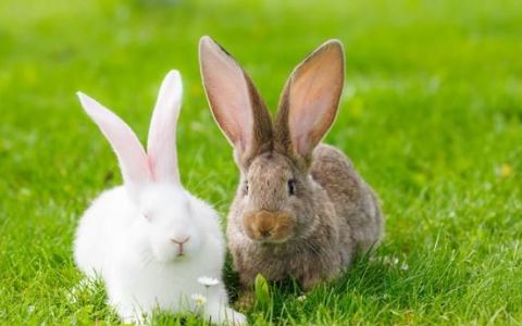 重庆伊拉兔种兔价格,重庆肉兔种兔养殖基地