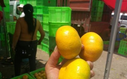 早熟蜜橘今年上市了吗,7月份成熟特早熟蜜橘
