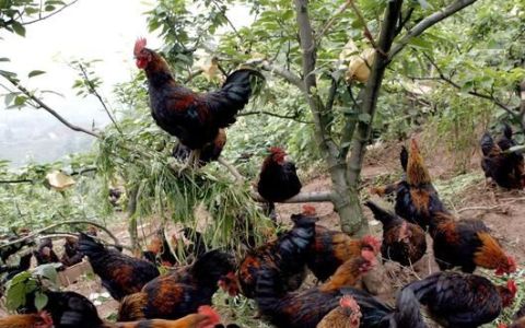 农村散养土鸡存在问题及对策