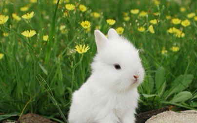 小兔子吃什么草最好,小兔子吃什么才容易活幼兔粮