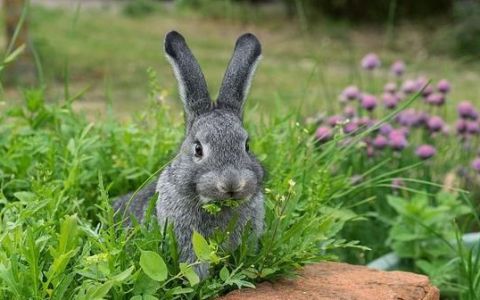 兔子吃的蛋白质是什么,兔饲料中蛋白质