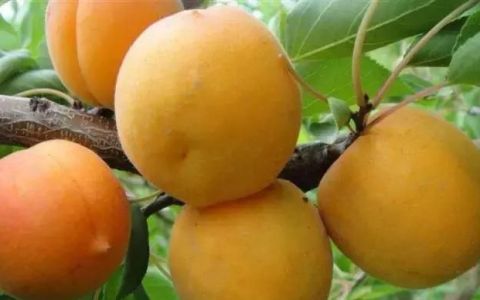 杏树全年管理介绍图片,杏树的栽培与管理