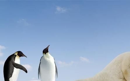 放在北极的69只企鹅怎么样了,企鹅为什么不可以在北极生存